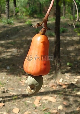 腰果,水果,树