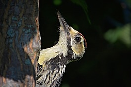 啄木鸟,鸟,大斑的啄木鸟