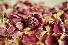 玫瑰花瓣,玫瑰,香味