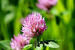 克萊,開(kāi)花,盛開(kāi)
