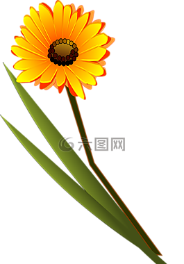 花,黃色,雛菊