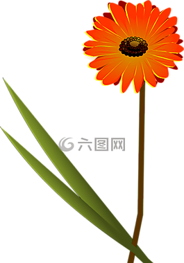 花,橙色,雛菊