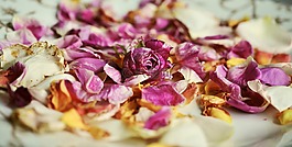 玫瑰花瓣,玫瑰,香味