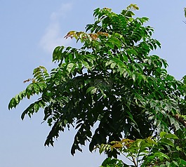 印度豬梅花,ambada,aamraata