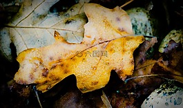秋天,福雷斯特,葉
