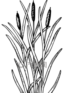 里德,雜草,自然