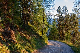 路,山,冷杉