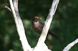 麻雀,鳥(niǎo),樹(shù)