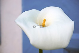 馬蹄蓮,花,廠