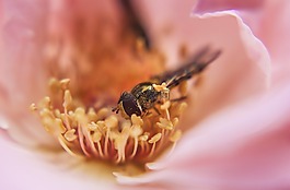 特寫(xiě),花,蜜蜂