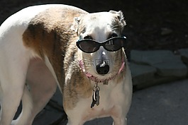 惠比特犬,狗,寵物