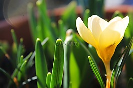花,花的,自然