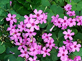 鮮花,羅莎,性質(zhì)
