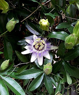 西番蓮,花,布魯姆