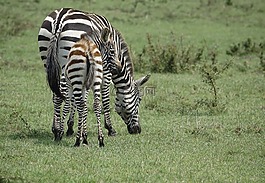 野生動物園,自然,草