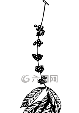咖啡,自然,植物