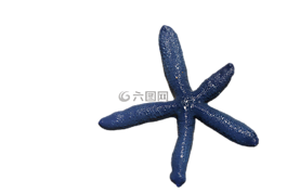 海星,帶動,海