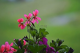 花,廠,性質