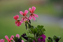 花,廠,性質