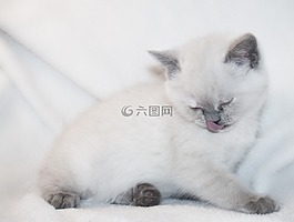 貓,貓咪,小狗