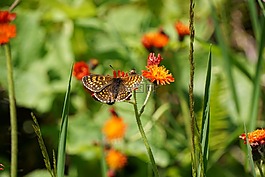 蝴蝶,性質(zhì),花