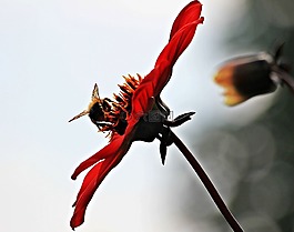 嬌琴紗,花,開花