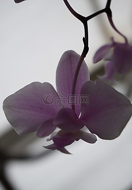 粉紅色,溫泉,花