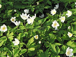 銀蓮花,春天,鮮花