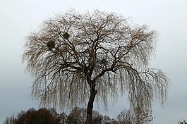 樹,冠,皇冠