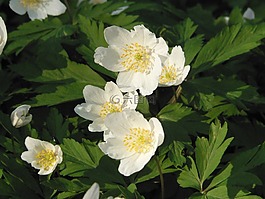 銀蓮花,春天,鮮花