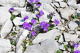 鮮花,石,性質(zhì)
