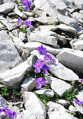 鮮花,石,性質(zhì)