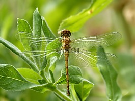 蜻蜓,orthetrum chrysostigma,绿化