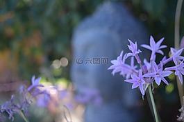 佛,深度的字段,薰衣草