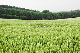 原野,小麥,玉米