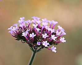 花,開花,性質