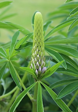 綠色,宏,花園