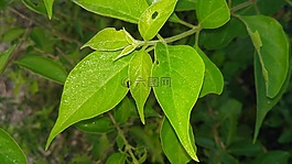 綠色的樹葉,綠色的植物,綠色小花
