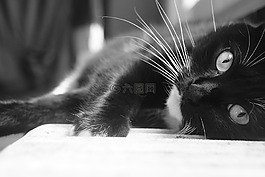 貓,黑色,白