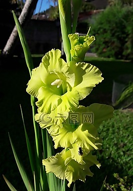 花,剑兰,绿色