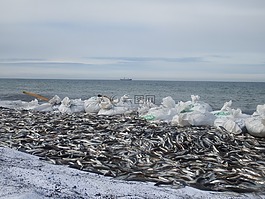 海洋,海,濱