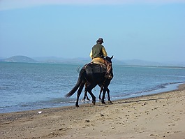 馬,海灘,暮光之城