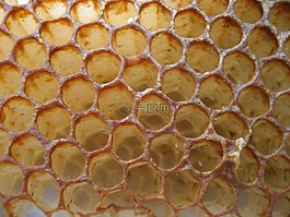 蜂蜜,蜜蜂,蜂窝