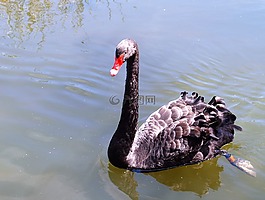 天鵝,黑,鳥