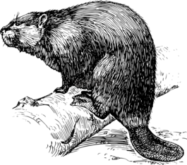 比弗,動(dòng)物,哺乳動(dòng)物