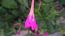 粉红色的花,针,自然