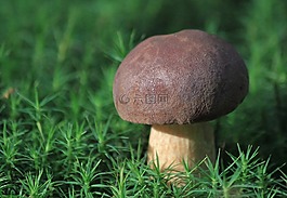 蘑菇,性質(zhì),森林