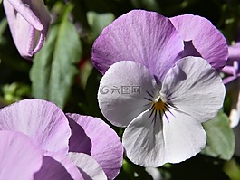 潘茜,花,開花