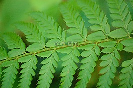 蕨類,廠,綠色
