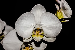 蘭花,花,開(kāi)花
